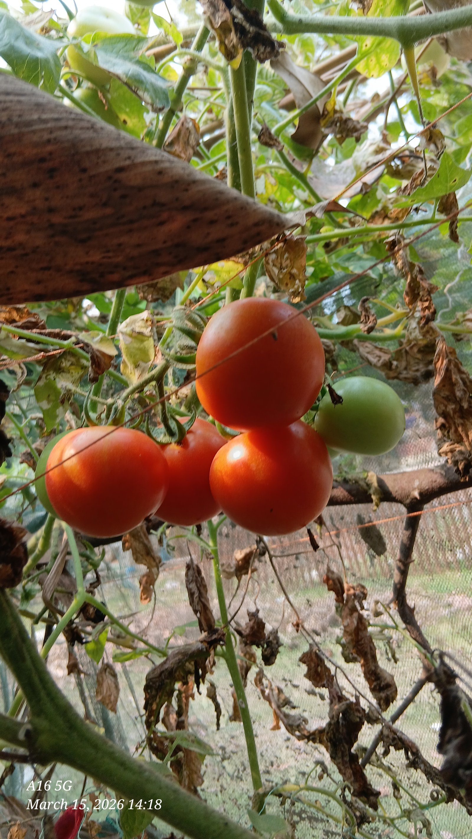 Ripe Tomatoes: Nutrition, Benefits, and Why We Love Them ðŸ…
